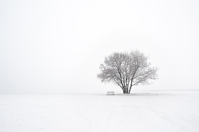 冬天 树 长椅 - 上的免费照片