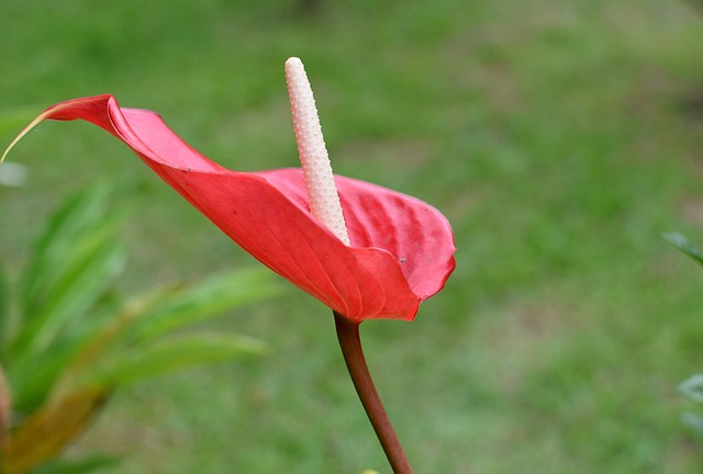 花 花Anturio 红色的 - 上的免费照片