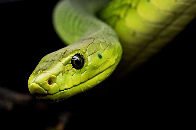蛇 爬虫 动物 - 上的免费照片