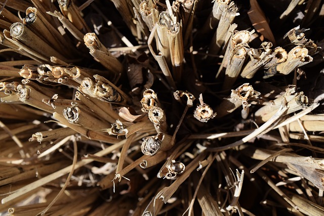 分叉 树枝 切 - 上的免费照片