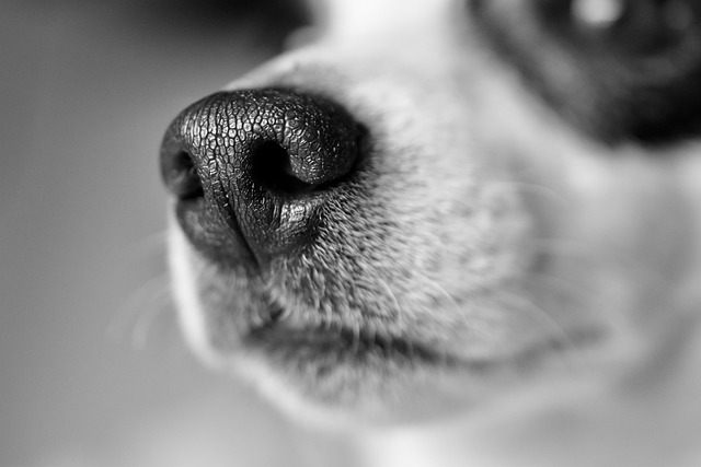 狗 杰克罗素 犬类 - 上的免费照片
