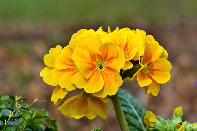 报春花 花 开花 - 上的免费照片
