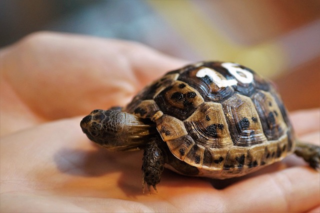 小狗 龟 乌龟 - 上的免费照片