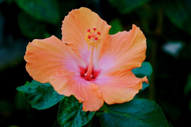 花 绽放 丰富多彩 - 上的免费照片