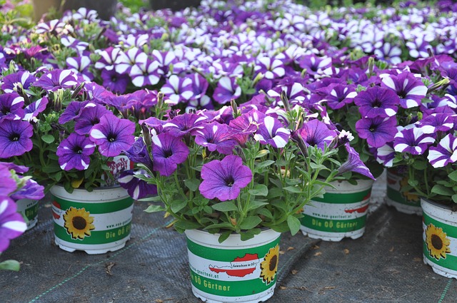 Surfinia 夏天 紫色 - 上的免费照片