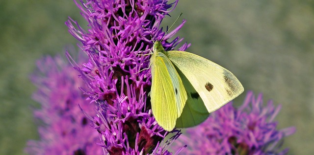 蝴蝶 昆虫 花朵 Latria - 上的免费照片
