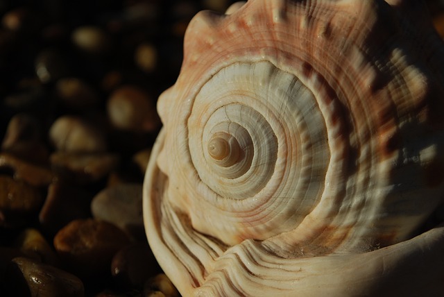 斐波那契 螺旋 贝壳 - 上的免费照片