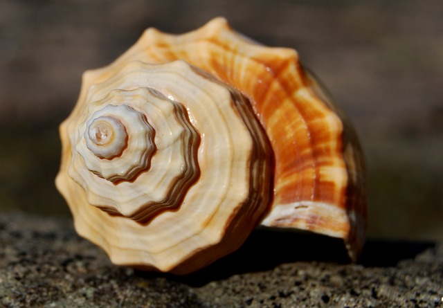 斐波那契 螺旋 贝壳 - 上的免费照片