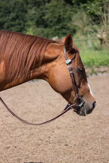 马 西马 头 - 上的免费照片