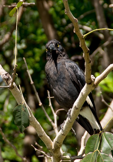 Pied Currawong Strepera Graculina - 上的免费照片
