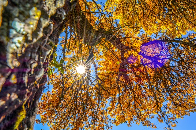 树 自然 景观 - 上的免费照片