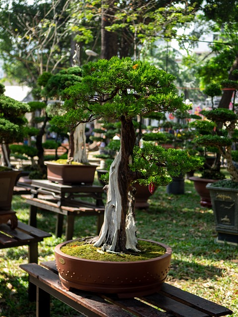 Bon-Sai 植物 越南 - 上的免费照片