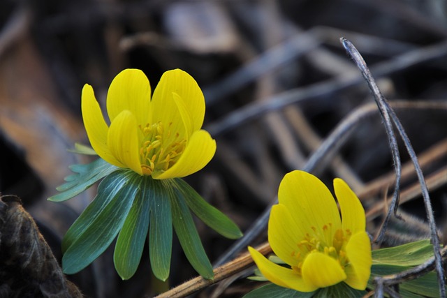 早春 美味佳肴 黄色 - 上的免费照片