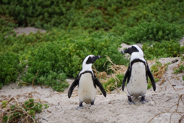企鹅 鸟类 动物 - 上的免费照片