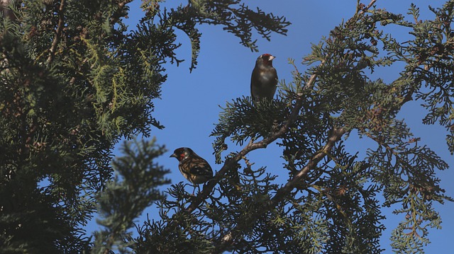 Stieglitz 自然 观鸟 - 上的免费照片