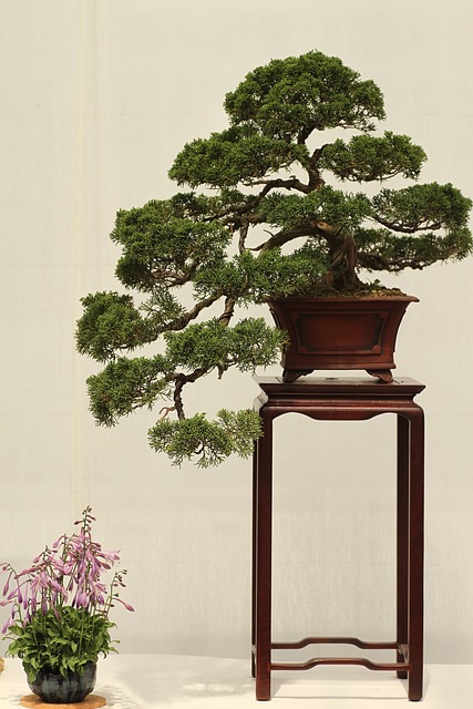 盆景 植物 瞻博 - 上的免费照片