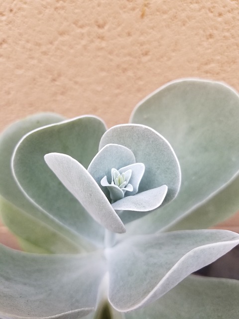 桨叶植物 多汁的 花园 - 上的免费照片