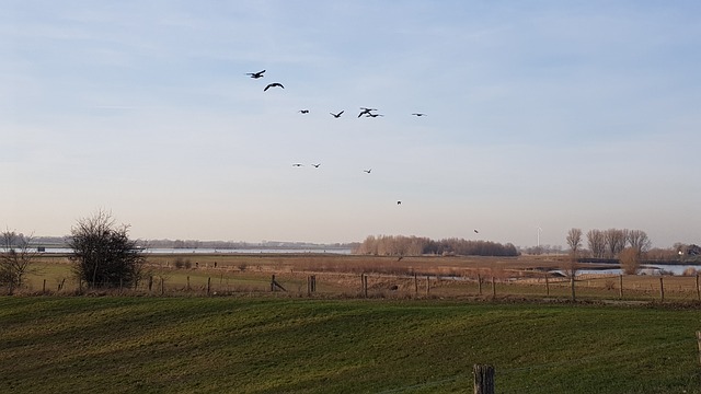 野鹅 韦塞尔 莱茵河 - 上的免费照片