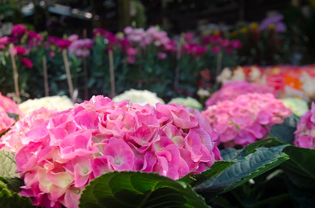 美丽的花朵 背景 自然 - 上的免费照片