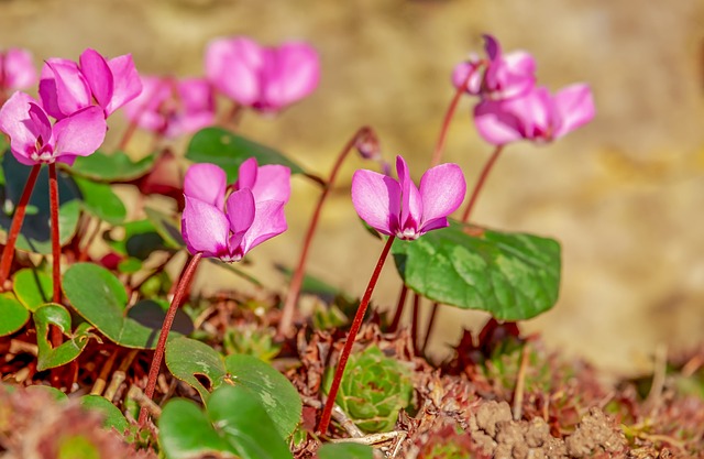 仙客来 花 观赏植物 - 上的免费照片