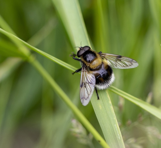 Hoverfly 蜜蜂-模仿 翅膀 - 上的免费照片