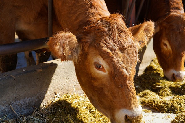 豪华轿车 品种豪华轿车 没有号角 - 上的免费照片