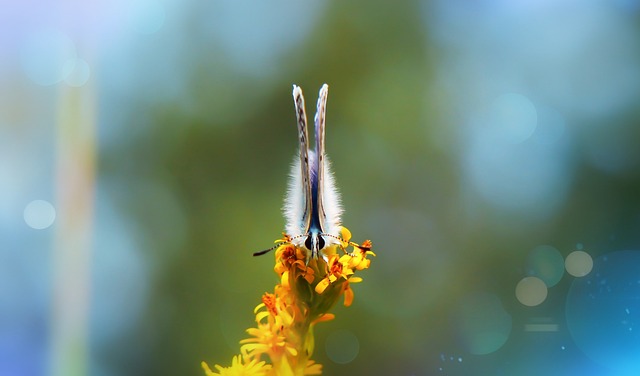 多角兔 昆虫 蝴蝶的一天 - 上的免费照片