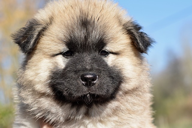 狗 狗Eurasier 婊子，广藿香 - 上的免费照片