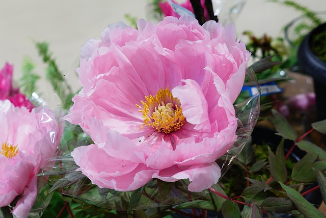 牡丹 Paeony 自然 - 上的免费照片