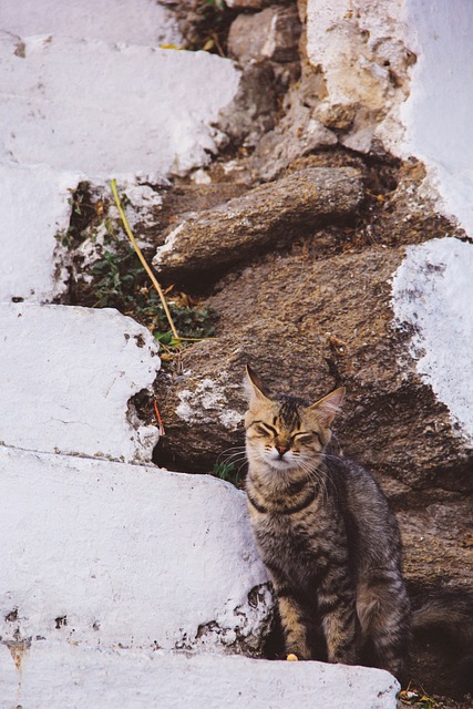中小型猫 野生猫 树 - 上的免费照片