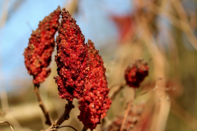Sumac 醋树 调味料 - 上的免费照片