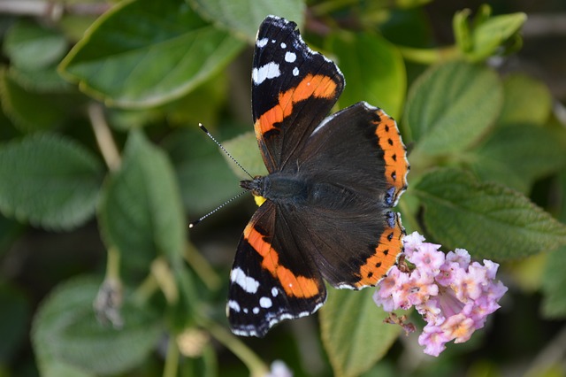 火神 蝴蝶 昆虫 - 上的免费照片