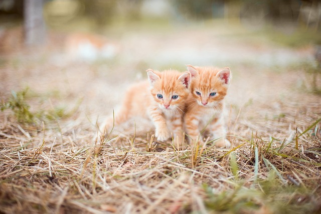 小猫 红色的 两个 - 上的免费照片