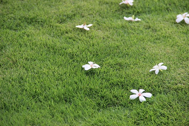 Lawn Tung Oil Tree Green - 上的免费照片