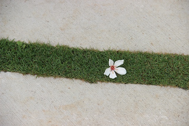 Tung Oil Tree Flower Lawn - 上的免费照片