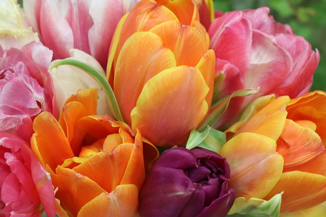 郁金香 明亮的 花束 - 上的免费照片