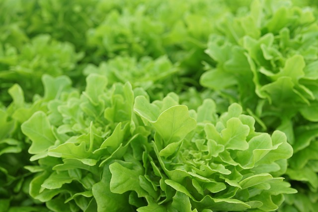 蔬菜种植 农业 现代农业 - 上的免费照片