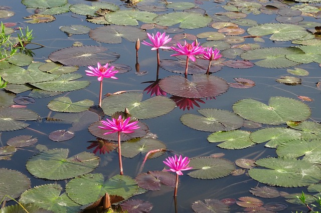 百合 花 红睡莲 - 上的免费照片