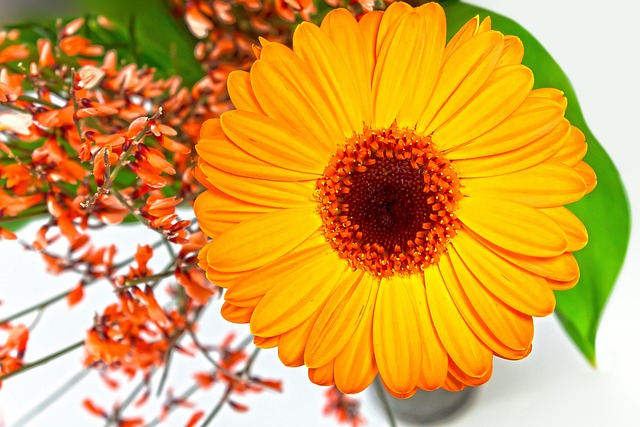 非洲菊 复合材料 扫帚 - 上的免费照片