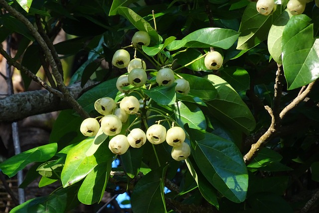 植物 水果 灯笼树 Hernandia - 上的免费照片