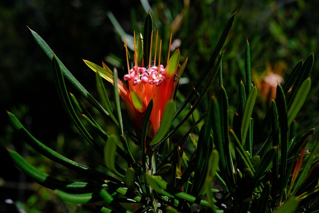 花 开花 红色的 Lambertia - 上的免费照片