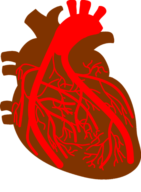 心 冠状动脉 冠状动脉血管 - 上的免费图片