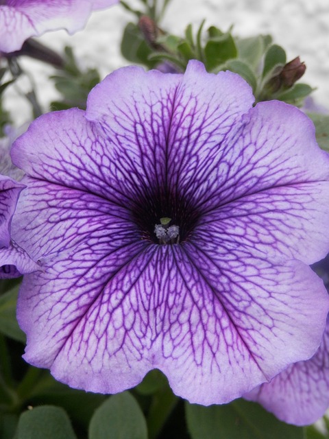 Surfinia 花 盛开 - 上的免费照片