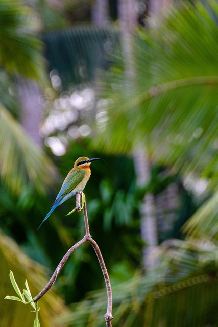 蓝尾蜂鸟 鸟 坐 - 上的免费照片