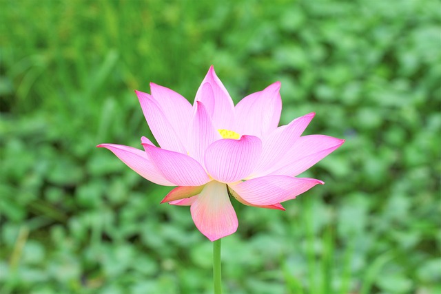 Flower Lotus Green - 上的免费照片