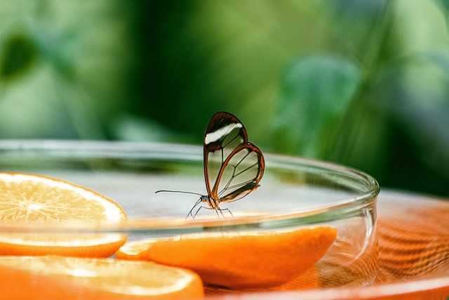 昆虫 蝴蝶 异国情调 - 上的免费照片