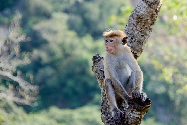 猴 Toque猕猴 灵长类动物 - 上的免费照片