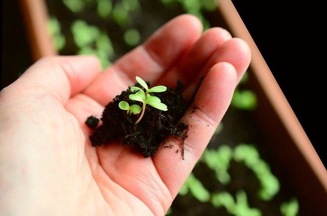 植物 小植物 母猪 - 上的免费照片