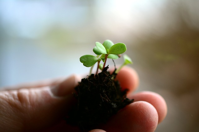 植物 小植物 母猪 - 上的免费照片