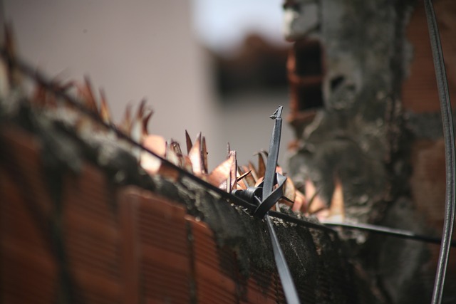 荆棘 关于 安全 - 上的免费照片